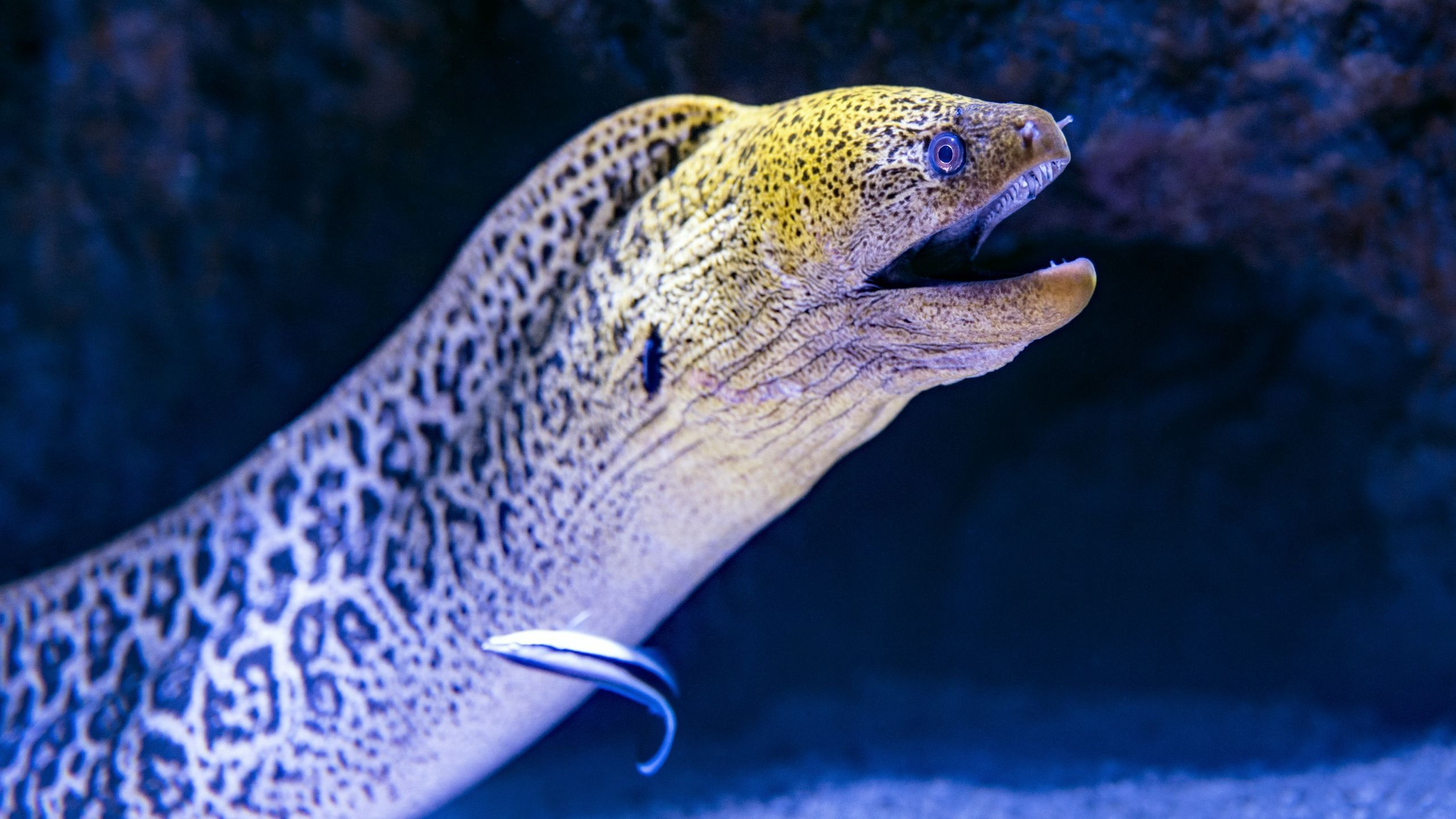 glass eel eels survive migration larval eels eels spawn how do eels reproduce
