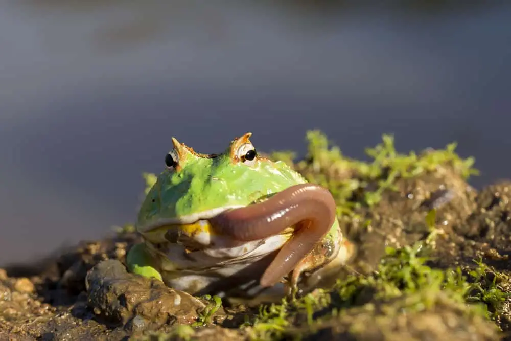 frogs rely dead prey