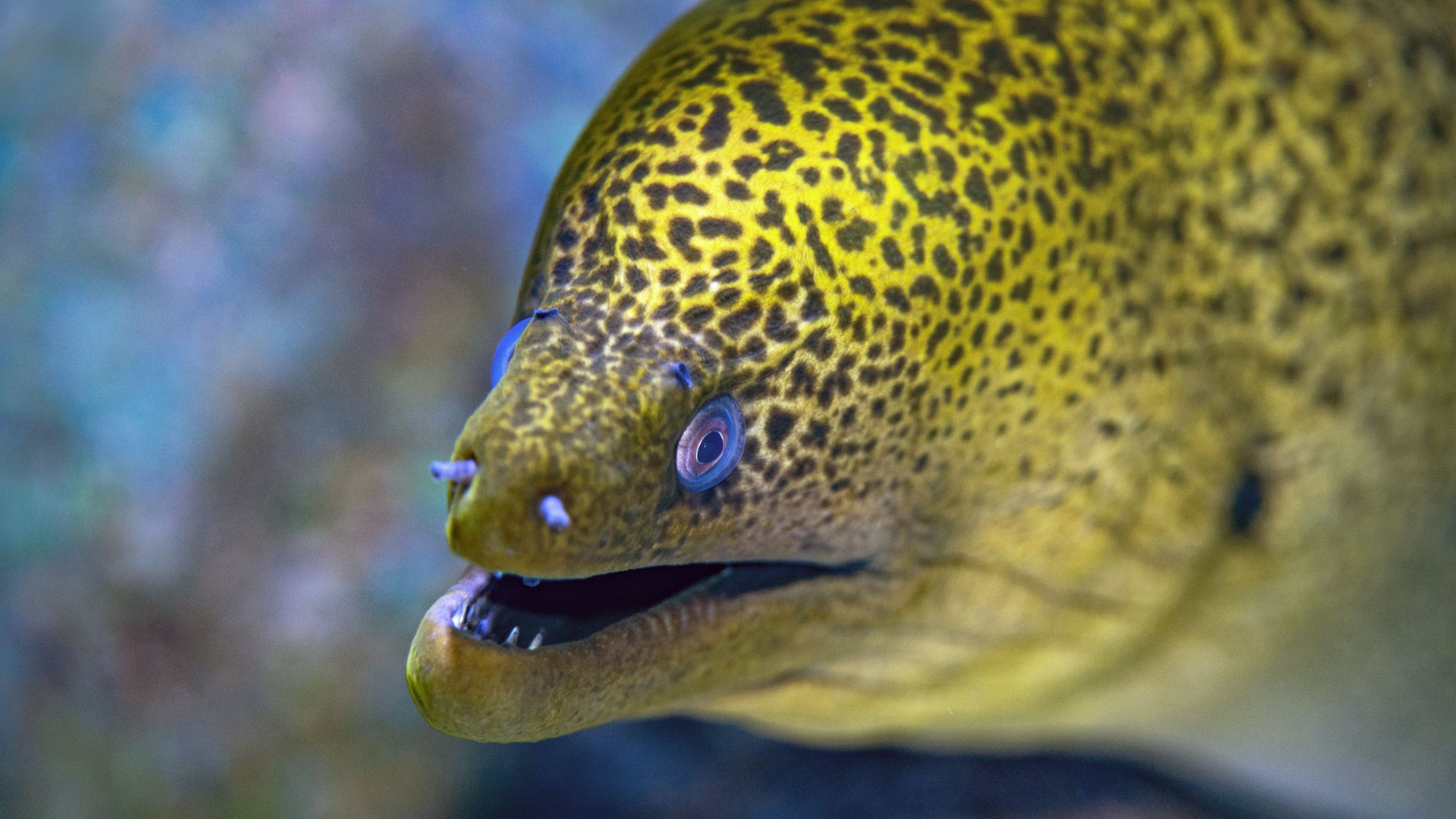 eels survive adult eel saltwater eels electric eels reproduce adult eel how do eels reproduce