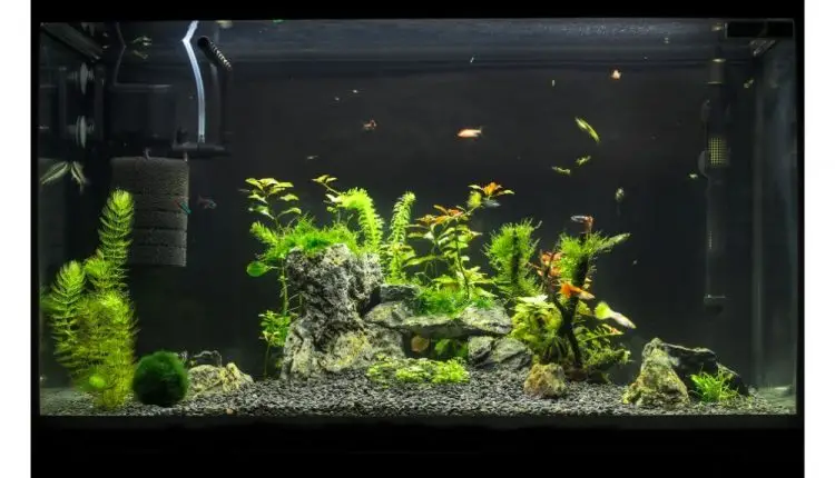 freshwater aquariums  small fish how much space aquarium's water other fish