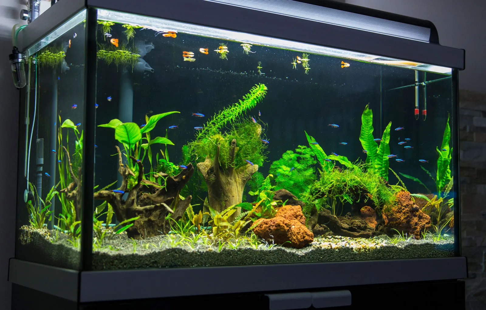 advanced aquarium maintenance