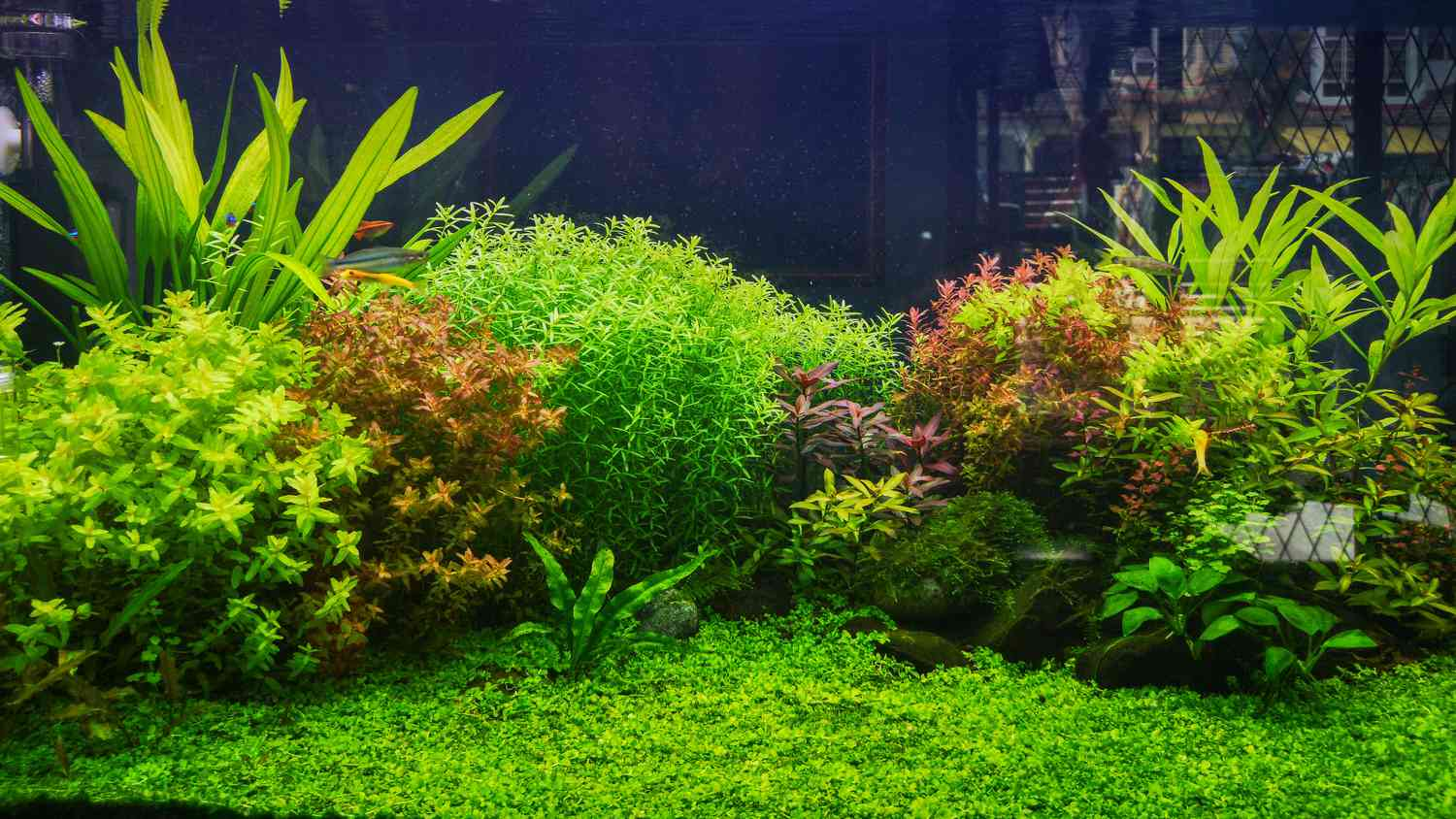 planted tanks planted tank aquatic plants live plants aquarium stand live aquarium plants