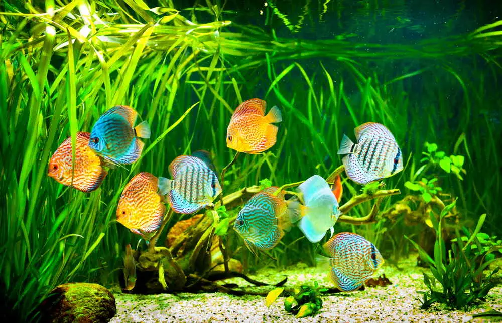 frequent water captive bred discus community fish schooling fish how many fish juvenile discus
