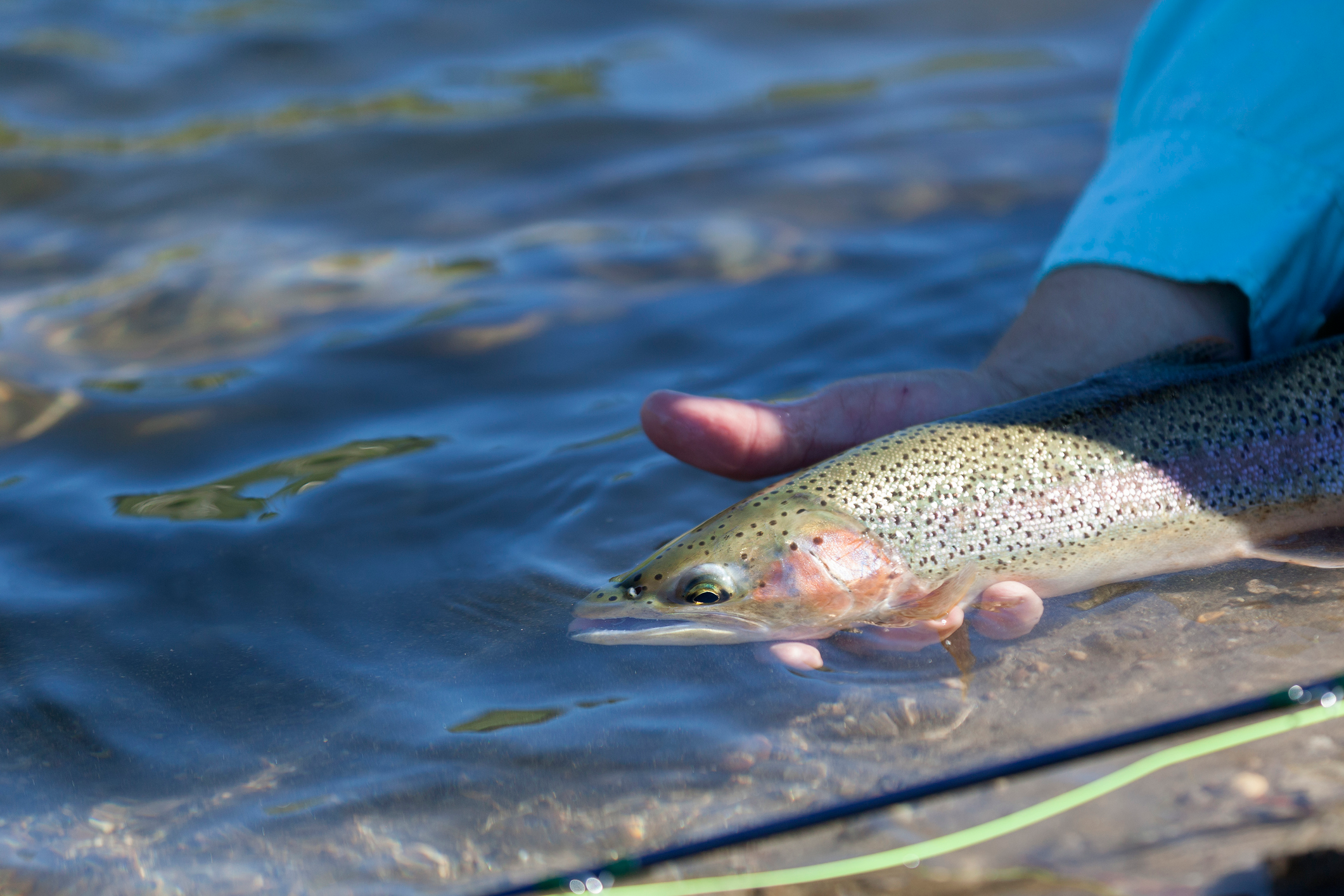 The Importance of Catch and Release