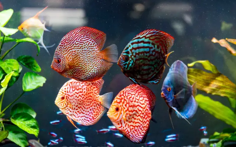 discus fish care guide discus aquarium planted aquarium air pump planted tank aquarium fish