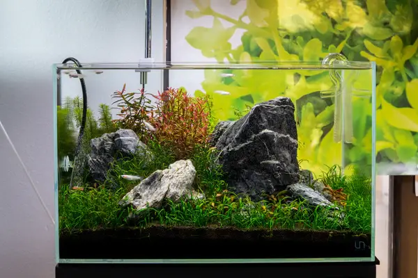 The Concept and History of Aquascaping