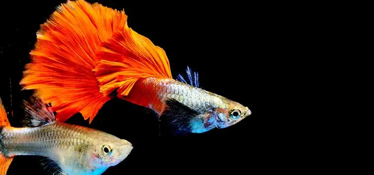 several guppies too much food pet stores tail shape powdered flakes
