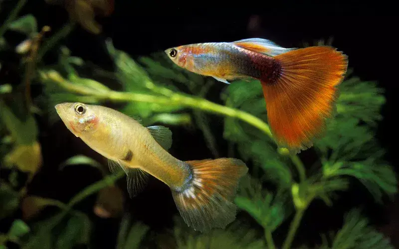 guppy breeding guide breed guppies guppies breed quality guppies selective breeding fish tanks guppy tails
