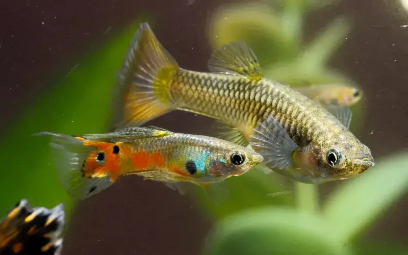 fancy guppy guppies breed easily frozen and live food male and female normal tank boiled spinach